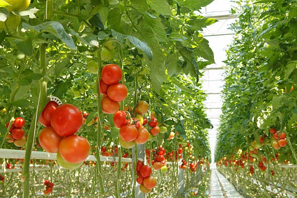 Hydroponic Vegetable Project
