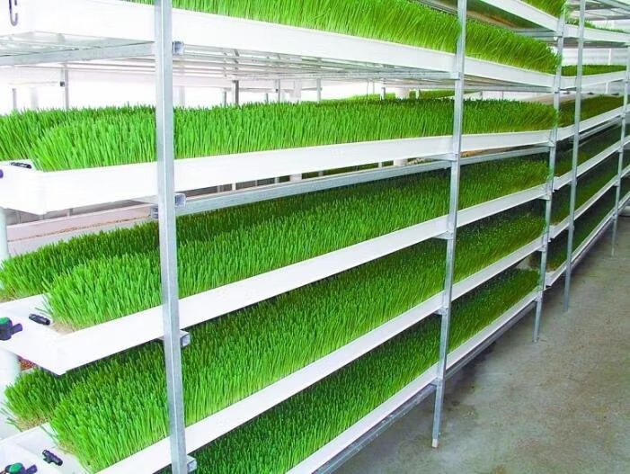 Hydroponic Fodder Solutions